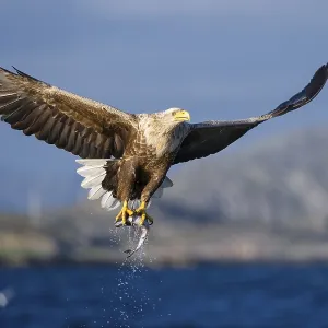 White-tailed eagle (Haliaeetus albicilla) with captured fish White-tailed eagle (Haliaeetus albicilla) with captured fish