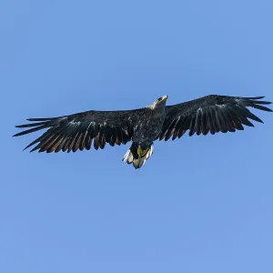 White-tailed eagle (Haliaeetus albicilla) in flight White-tailed eagle (Haliaeetus albicilla) in flight
