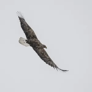 White-tailed eagle (Haliaeetus albicilla) in flight White-tailed eagle (Haliaeetus albicilla) in flight