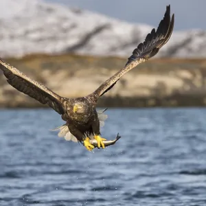 White-tailed eagle (Haliaeetus albicilla) flying with fish prey over water White-tailed eagle (Haliaeetus albicilla) flying with fish prey over water