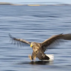 White-tailed eagle (Haliaeetus albicilla) hunting over water White-tailed eagle (Haliaeetus albicilla) hunting over water