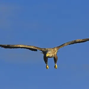White-tailed eagle (Haliaeetus albicilla) Norway White-tailed eagle (Haliaeetus albicilla) Norway