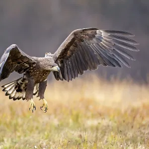 White-tailed eagle (Haliaeetus albicilla) young bird hunting