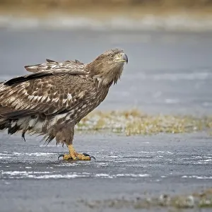 White-tailed eagle (Haliaeetus albicilla) young bird hunting