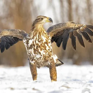 White-tailed eagle (Haliaeetus albicilla) young eagle on the water and on the ice