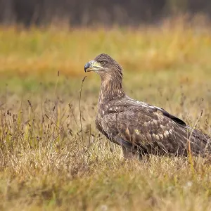 White-tailed Eagle Young Hunting Print White-tailed Eagle Young Hunting Print