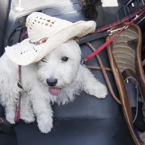 White terrier with summer vacation strawhat on black leather seats inside car White terrier with summer vacation strawhat on black leather seats inside car