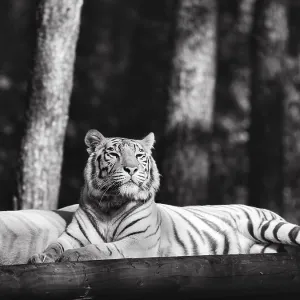 White tiger (Panthera tigris), alert White tiger (Panthera tigris), alert