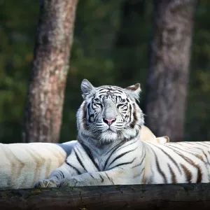 White tiger (Panthera tigris), resting White tiger (Panthera tigris), resting