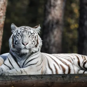 White tiger (Panthera tigris), resting White tiger (Panthera tigris), resting