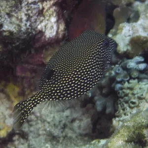 White Tufted Boxfish Female Print, Twin Reef, Bali White Tufted Boxfish Female Print, Twin Reef, Bali