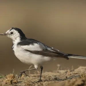 A white wagtail (Motacilla alba) stands on the ground against a blurred background