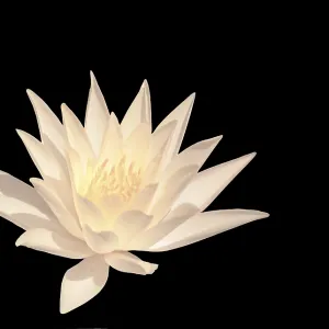 White water lily isolated on black