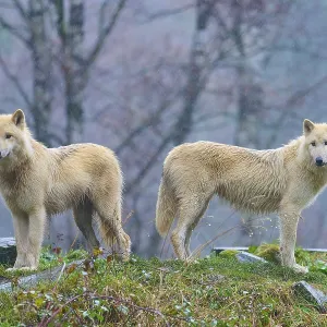 Two white wolves in the rain in a misty autumn forest