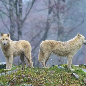 Two white wolves standing in the forest in the rain