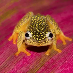 Whitebelly reed frog (Heterixalus Alboguttatus)