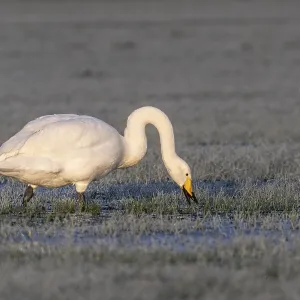 Whooper swan (Cygnus cygnus), Emsland Whooper swan (Cygnus cygnus), Emsland