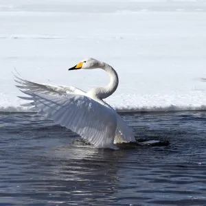 Whooper swan (Cygnus cygnus), Japan