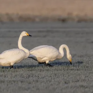 Whooper swans (Cygnus cygnus), Emsland Whooper swans (Cygnus cygnus), Emsland