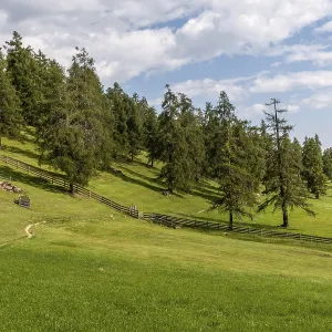 Wide alpine meadows with larch forest and fences on the Salten