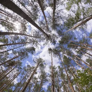 Wide angle view of pine forest with blue sky Wide angle view of pine forest with blue sky