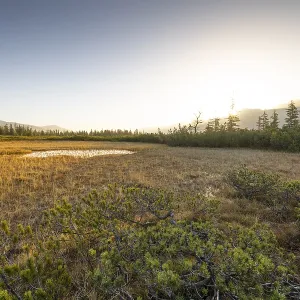 A wide landscape with a field and trees under a clear sky at sunset A wide landscape with a field and trees under a clear sky at sunset