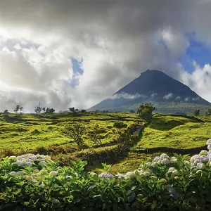 Wide panorama of a green landscape with the Pico volcano and a magnificent hedge of hydrangeas in the foreground Wide panorama of a green landscape with the Pico volcano and a magnificent hedge of hydrangeas in the foreground