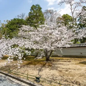 Wide path with blooming cherry tree Wide path with blooming cherry tree