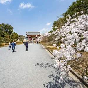 Wide path with blooming cherry tree Wide path with blooming cherry tree