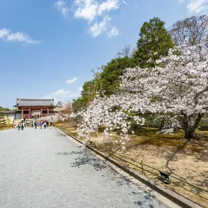 Wide path with blooming cherry tree