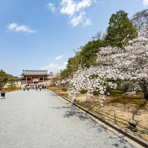 Wide path with blooming cherry tree Wide path with blooming cherry tree