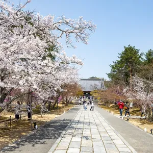 Wide path with blooming cherry trees Wide path with blooming cherry trees