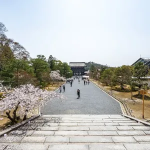 Wide path with blooming cherry trees