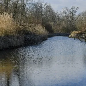 A wide river flows through a wintry landscape with bare trees A wide river flows through a wintry landscape with bare trees