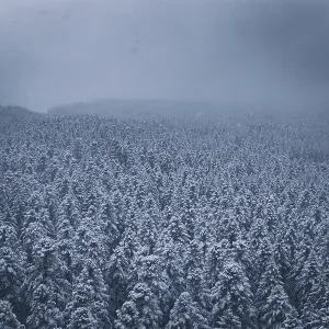 Wide, snowy forest landscape under a dark sky
