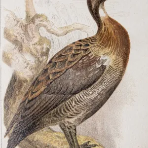 Widow whistling duck (Dendrocygna viduata) Widow whistling duck (Dendrocygna viduata)