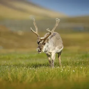 Wild animal from Norway. Reindeer Wild animal from Norway. Reindeer
