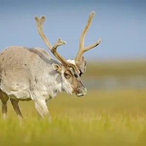 Wild animal from Norway. Reindeer Wild animal from Norway. Reindeer
