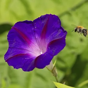 Wild bee flying towards a funnel bindweed (Ipomoea purpurea) flower