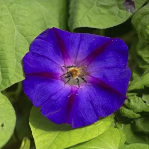 Wild bee on funnel bindweed (Ipomoea purpurea) flower