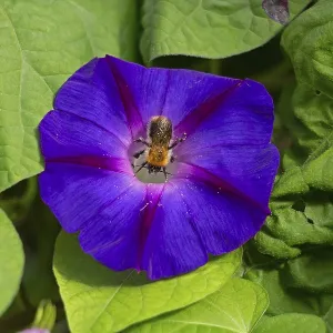 Wild bee on funnel bindweed (Ipomoea purpurea) flower