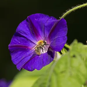 Wild bee on funnel bindweed (Ipomoea purpurea) flower