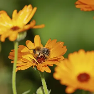 Wild bee on marigold (Calendula officinalis)