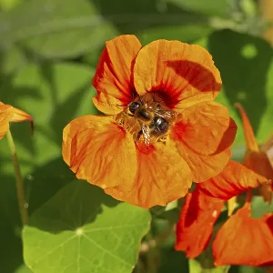 Wild bee on nasturtium (Tropaeolum) flowers