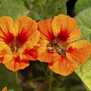 Wild bee on nasturtium (Tropaeolum) flowers