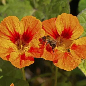 Wild bee on nasturtium (Tropaeolum) flowers