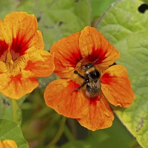 Wild bee on nasturtium (Tropaeolum) flowers