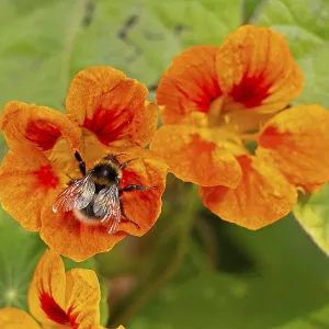 Wild bee on nasturtium (Tropaeolum) flowers