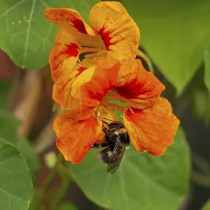 Wild bee on nasturtium (Tropaeolum) flowers