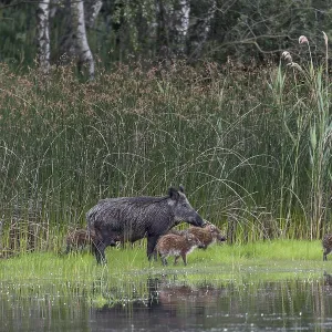 A wild boar (Sus scrofa) appears on the bank of a pond with its still very young offspring